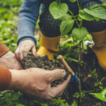 Seeds that support steady growth and relaxed gardening routines
